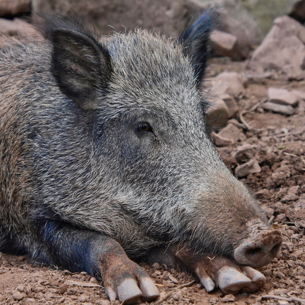Peste porcine Photo