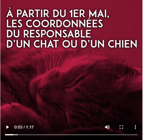 Vidéo chiens et chats