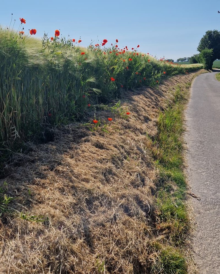 Fauchage+tardif+ +Coquelicots (1)