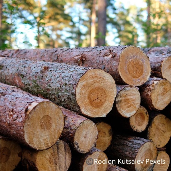 Vente de bois 2026 Vignette